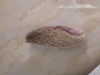 Ежи тоже чушется