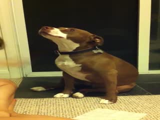 Собака боится стрижки когтей