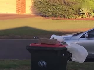 Птица за мир чистоты