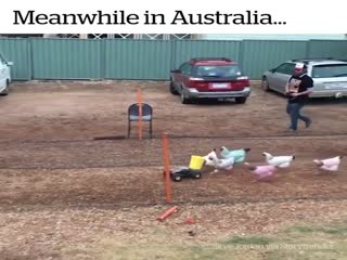 Куриные гонки в Австралии