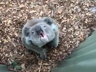 Послушайте, как рычит коала
