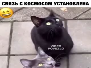 Что они говорят?