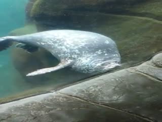 Живой сквич