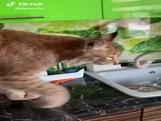 Вот это кися...