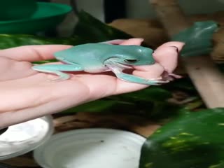 Лягушка пытается сожрать вкусного жирного червяка