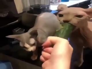 Вот что такое ярость