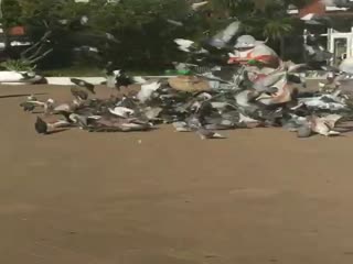 Повелительница голубей