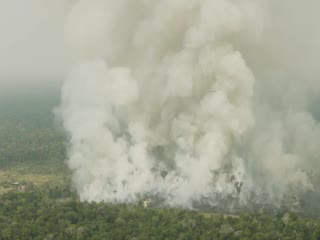 Тропические леса Амазонки в огне уже второй месяц