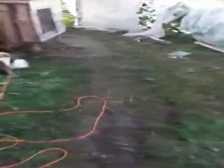 Неизвестный зверь вновь напал на одно из хозяйств в Башкирии и уничтожил десятки животных