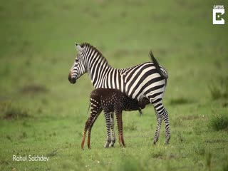 Зебрёнок без полос