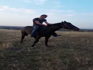 Конь не принял седока