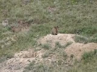 Отстрел сурков