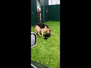 Интересно, на чьей стороне зоозащитники