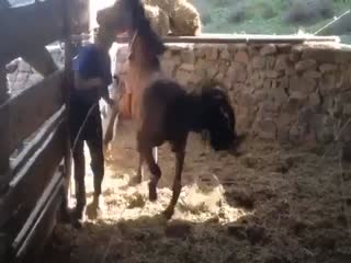 Ретивый конь