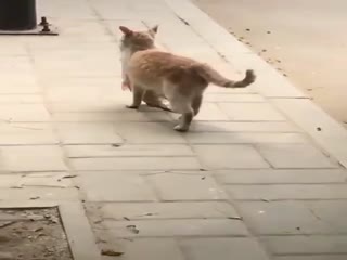 Кошка-мать идёт с рынка