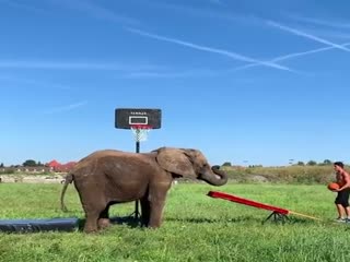 Слон и баскетбол