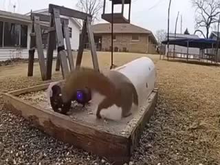 Как довести белку до нервного срыва