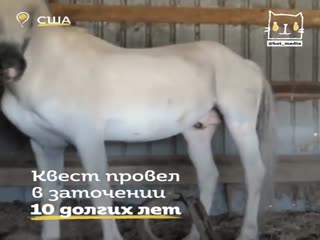 Спасли коня