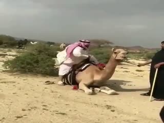 Бедный верблюд
