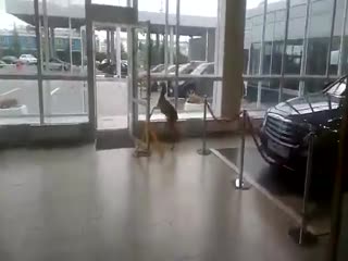 Косуля в автосалоне