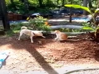 Удар в стиле кунг-фу, исполненный собакой