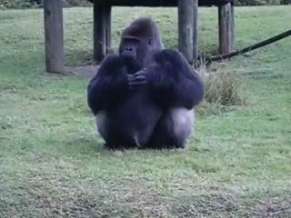 Горилла в парке в Майами с помощью языка жестов показывает посетителям, что ее кормить нельзя