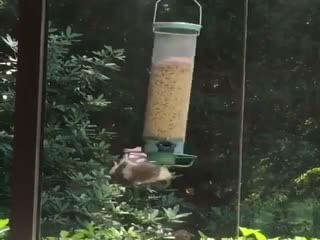 Белка на кормушке