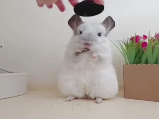 Ваша шляпа, Сэр!