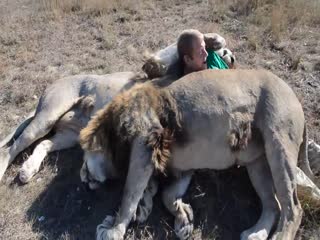 Львы напали на человека
