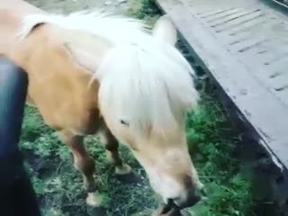 Правда ли, что один грамм никотина убивает лошадь?