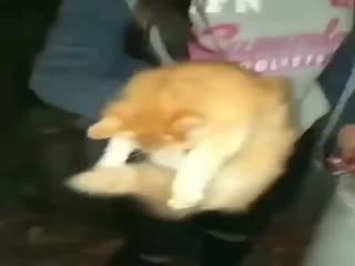 Малолетние живодерки