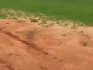 Типичные африкане