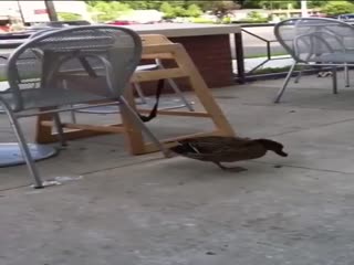 Случай в кафе