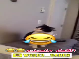 Кот Акуел...