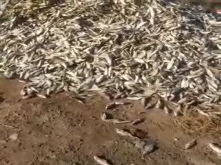 40 тонн воблы