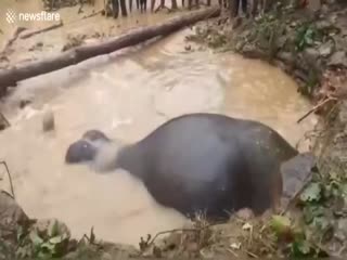 В Индии люди помогли слону выбраться из затопленной ямы
