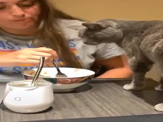 Котик не оценил