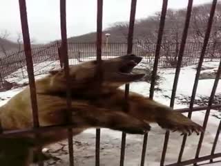 Понятливый медвежонок