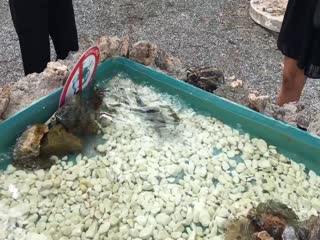 Крабы умеют защищаться