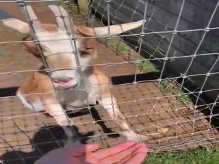 Чем он накормил?