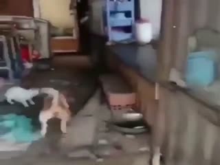 Наглая крыса