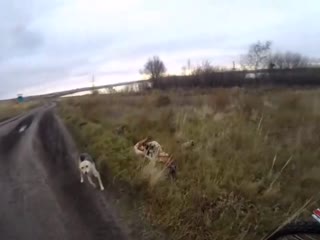 Накормил собаку с щенками