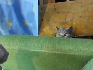 Кот впервые видит сфинкса