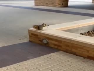 Когда у белочки закочились орешки