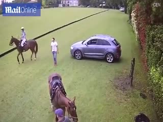 Лошадь нокаутировала любителя конного поло.