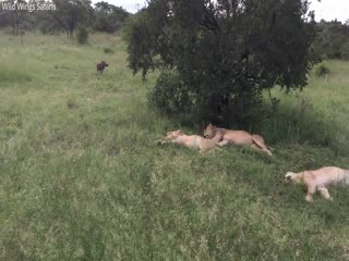 Бородавочник потревожил покой львов в африканском заповеднике.