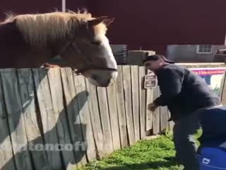 Покормили лошадку