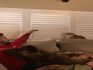 Своенравный кот, доминирующий над своими хозяевами