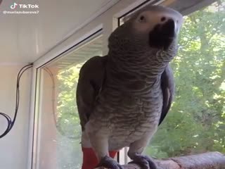 Забавный попугай 