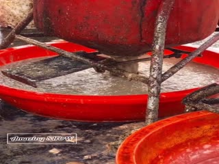 Китай. Варварская добыча жемчуга.